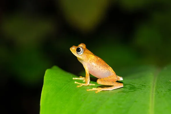 小さなオレンジ色のカエルが葉の上に座っています — ストック写真
