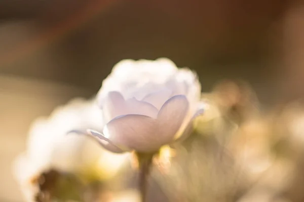 Yakın Plan Yazın Günbatımında Çiçek Açan Beyaz Bir Gülün Makro — Stok fotoğraf