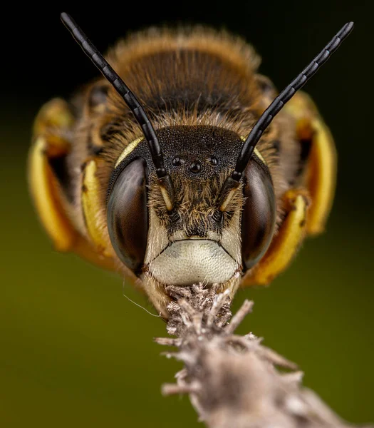 Trachusa Hím Félbeszakítja Alvó Méheket Harapdál Egy Kis Ágat — Stock Fotó