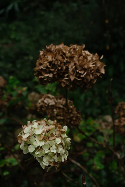 美しい植物画 自然壁紙 — ストック写真