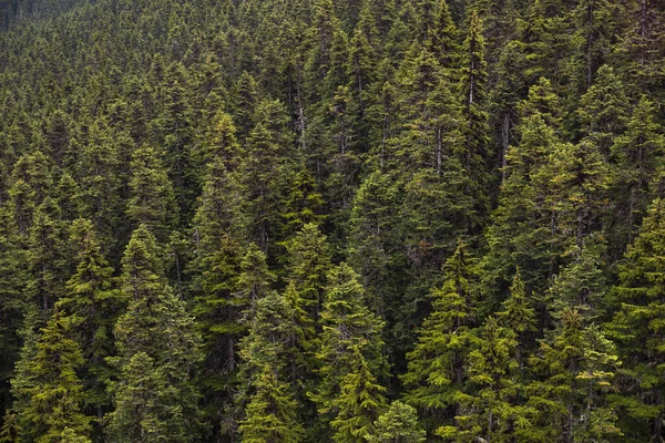 Vista Aérea Incrível Árvores Coníferas Verdes Crescendo Floresta Encosta Montanha — Fotografia de Stock