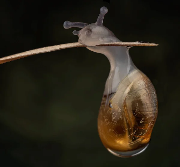 Tiro Close Copo Água Com Uma Gota Mel — Fotografia de Stock