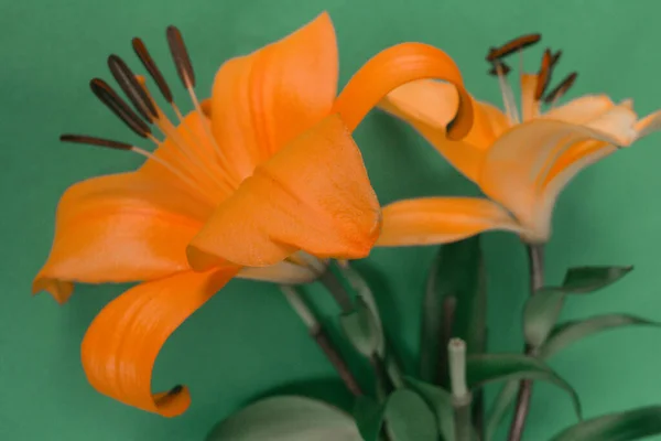 Κρίνο Πορτοκαλί Λουλούδια Πράσινο Φόντο — Φωτογραφία Αρχείου