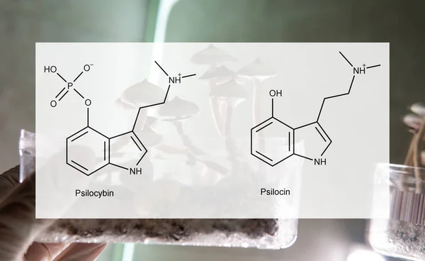 Die Medizinischen Auswirkungen Von Psilocybin Und Psilocin Auf Die Psychische — Stockfoto