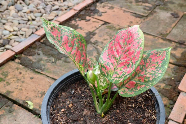 Bunga Modestum Aglaonema Bermekaran Foto Stok — Stok Foto