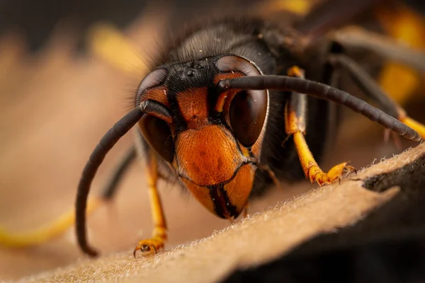 Nahaufnahme Von Insekten Selektiver Fokus — Stockfoto