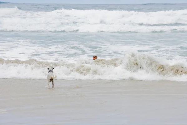 Cani Che Corrono Sulla Spiaggia — Foto Stock