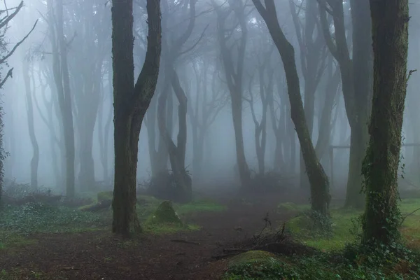 Niebla Bosque Niebla —  Fotos de Stock