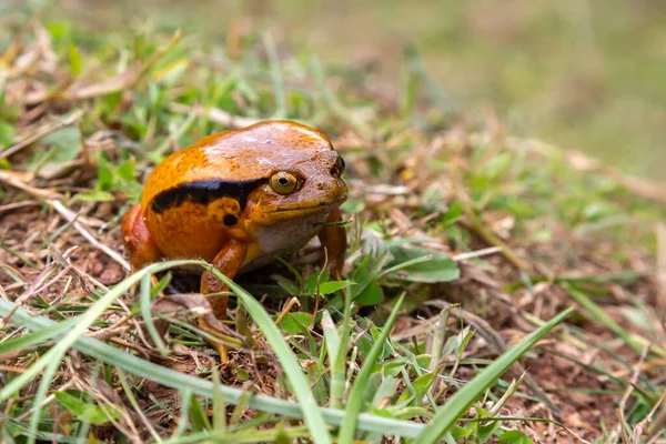 Grande Sapo Laranja Está Sentado Grama — Fotografia de Stock