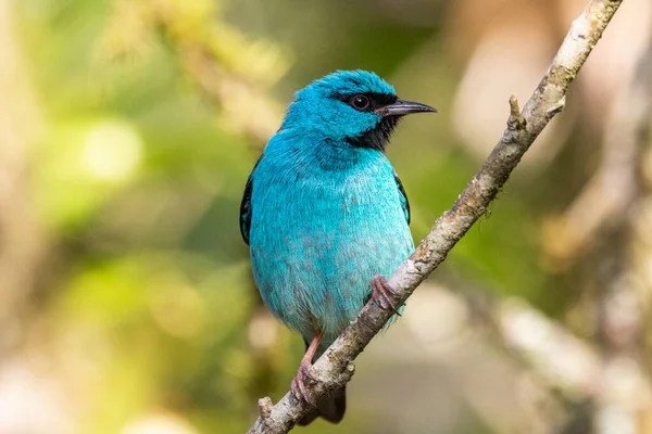 Krásný Modrý Pták Atlantském Pralesním Porostu Serrinha Alambari Ecological Reserve — Stock fotografie