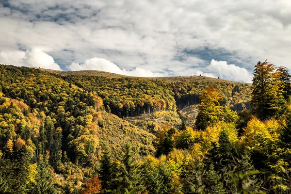 Hermoso Paisaje Otoñal Con Árboles Bosque —  Fotos de Stock