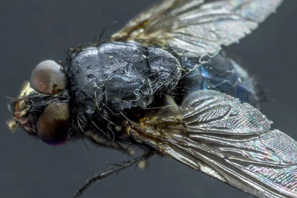 Housefly Musca Domestica Close Macro Vista Enquanto Voa Fumaça Olhos — Fotografia de Stock