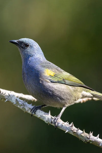 大西洋の熱帯雨林の植生の美しい青のカラフルな鳥 Serrinha Alambari生態保護区 リオデジャネイロ ブラジル — ストック写真