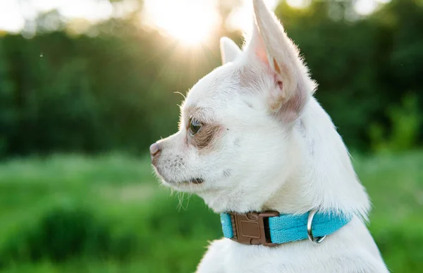 Chihuahua Hond Fokken Verzorgen Van Honden Pups Van Een Chihuahua — Stockfoto