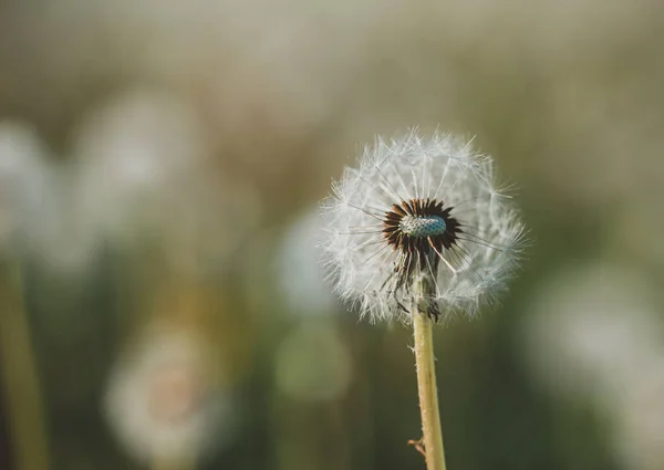 Pampeliška Semínka Zeleném Pozadí — Stock fotografie