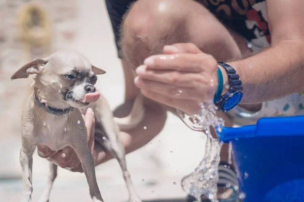 Persona Che Lava Suo Cane Razza Chihuahua Abbronzatura — Foto Stock