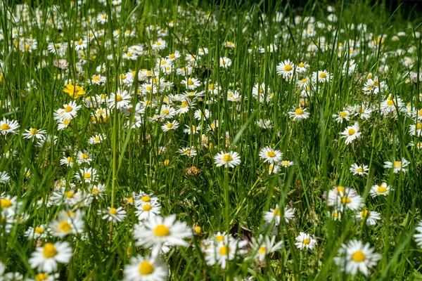 Gänseblümchen Auf Dem Feld Frühling Schottland — Stockfoto