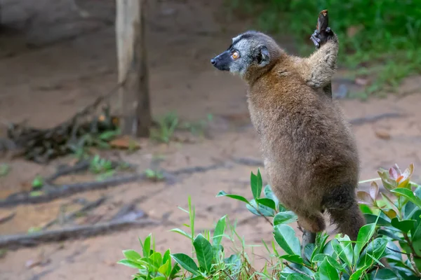 Några Bruna Lemurer Leker Ängen Och Trädstam Och Väntar Besökarna — Stockfoto