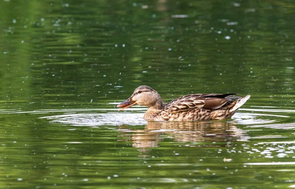 Mallard Anas Platyrhynchos Pato Lago —  Fotos de Stock