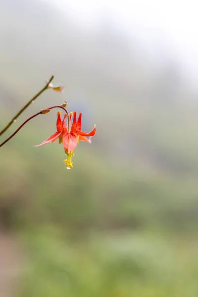 Schöne Rote Blume Garten — Stockfoto