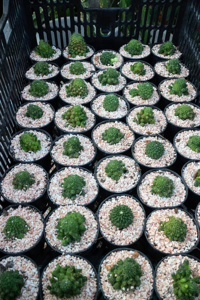 Kaktus Menanam Pot Jendela Belanja Foto Stok — Stok Foto