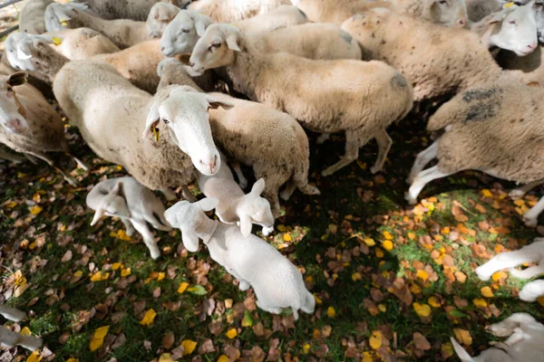 Ovejas Corderos Una Valla Durante Otoño — Foto de Stock