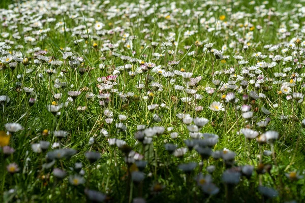 Gänseblümchen Auf Dem Feld Frühling Schottland — Stockfoto