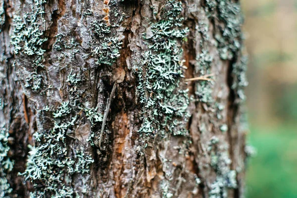 Primo Piano Una Corteccia Albero — Foto Stock