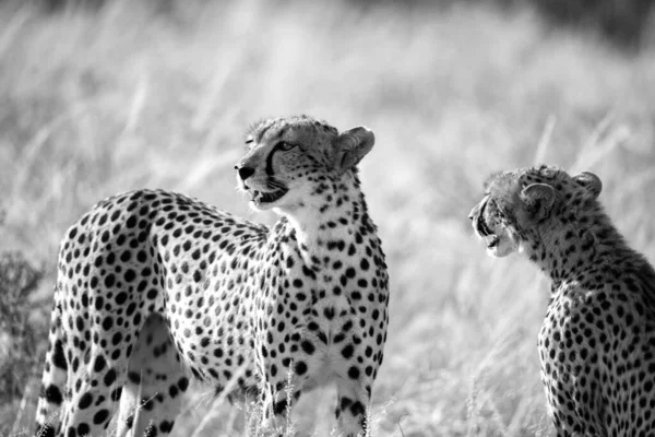 Jeden Gepardí Pár Sedí Trávě Dívá Dálky — Stock fotografie
