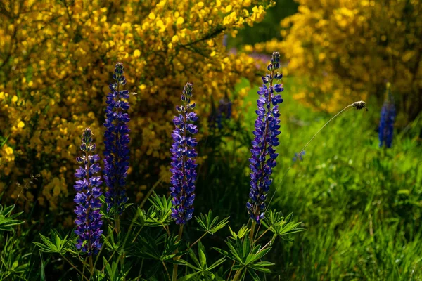 Lupin Çiçekleri Gorse Bush Karşı Yaklaş — Stok fotoğraf