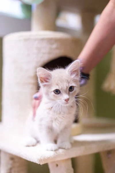 Schattig Klein Katje Met Een Witte Kat — Stockfoto