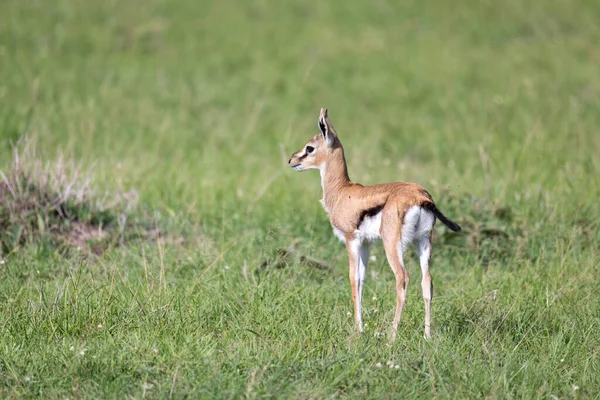 Eine Sehr Junge Thomson Gazelle Der Kenianischen Graslandschaft — Stockfoto