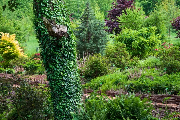 Ivy Trees Natur Bark Fra Trær Dekket Med Bladverk Vinranker – stockfoto