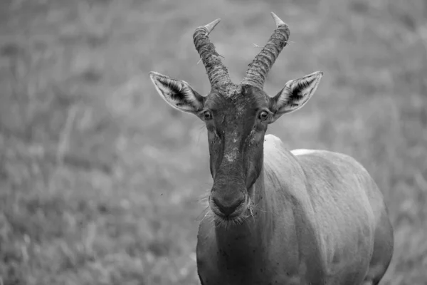 Topi Antelope Grassland Kenya Savannah — Stock Photo, Image