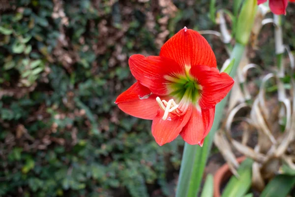 Hippeastrum Johnsonii Natureza Flores Vermelhas Foto Stock — Fotografia de Stock