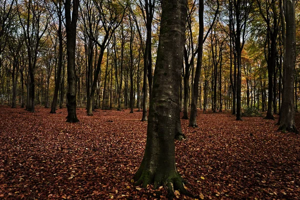 秋の紅葉が美しい秋の森 — ストック写真