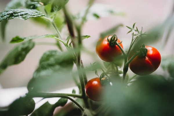 Φρέσκες Ντομάτες Που Καλλιεργούνται Στο Θερμοκήπιο Κοντά — Φωτογραφία Αρχείου