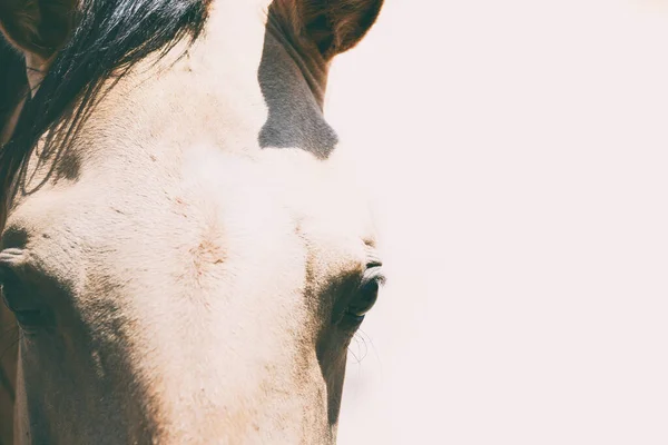 Close White Horse — стоковое фото