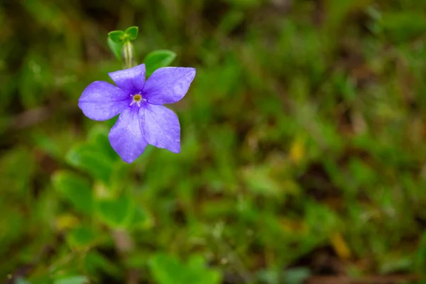 マダガスカル島の紫の花の一つ — ストック写真