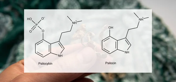 Die Medizinischen Auswirkungen Von Psilocybin Und Psilocin Auf Die Psychische — Stockfoto