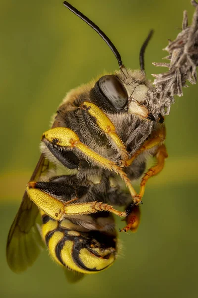 Male Trachusa Interrupta Bee Sleeping Biting Little Branch — Stock Photo, Image