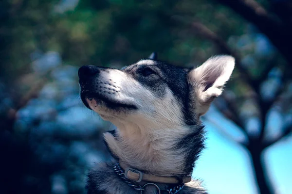 Close Van Een Hond Van Het Ras Siberische Husky — Stockfoto