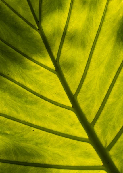 带有纹理的绿色和黄色叶子的特写 — 图库照片