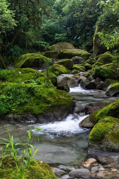 Όμορφη Ατλαντικό Τροπικό Δάσος Ποταμού Νερό Που Τρέχει Άγριο Πράσινο — Φωτογραφία Αρχείου