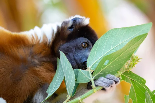 Jeden Lemur Sifaka Który Rozgościł Się Czubku Drzewa — Zdjęcie stockowe