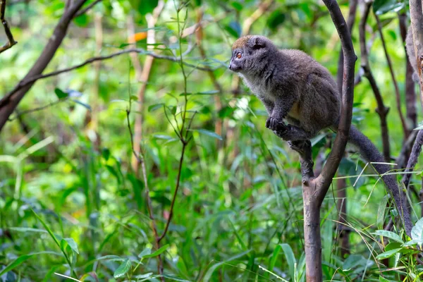 Les Drôles Lémuriens Bambou Sur Une Branche Arbre Regardent Les — Photo