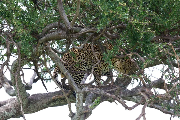 Leopardo Asentado Cómodamente Entre Las Ramas Árbol Para Descansar — Foto de Stock