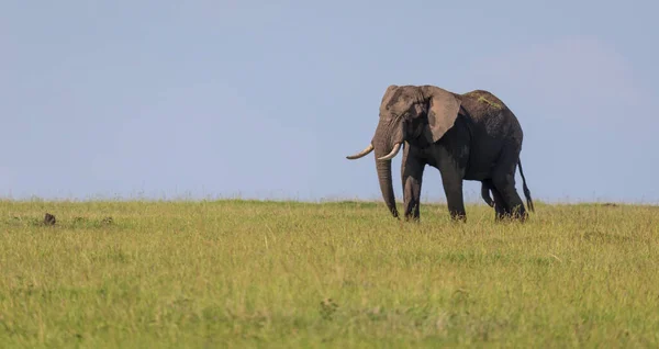 一头孤独的大象穿过草原 — 图库照片