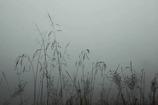 Hierba Alta Madrugada Verano Una Niebla Con Gotas Rocío — Foto de Stock