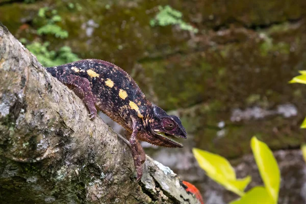 Jeden Chameleon Pohybuje Podél Větve Deštném Pralese Madagaskaru — Stock fotografie